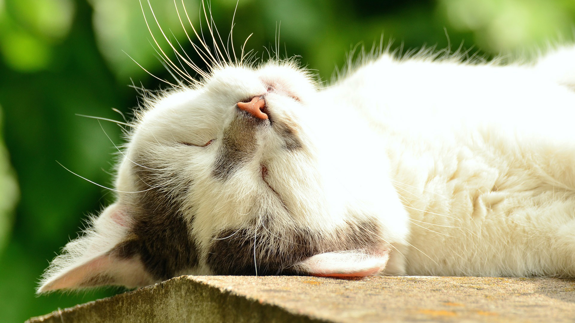 CU Weekly 339: The Psleep Psalter